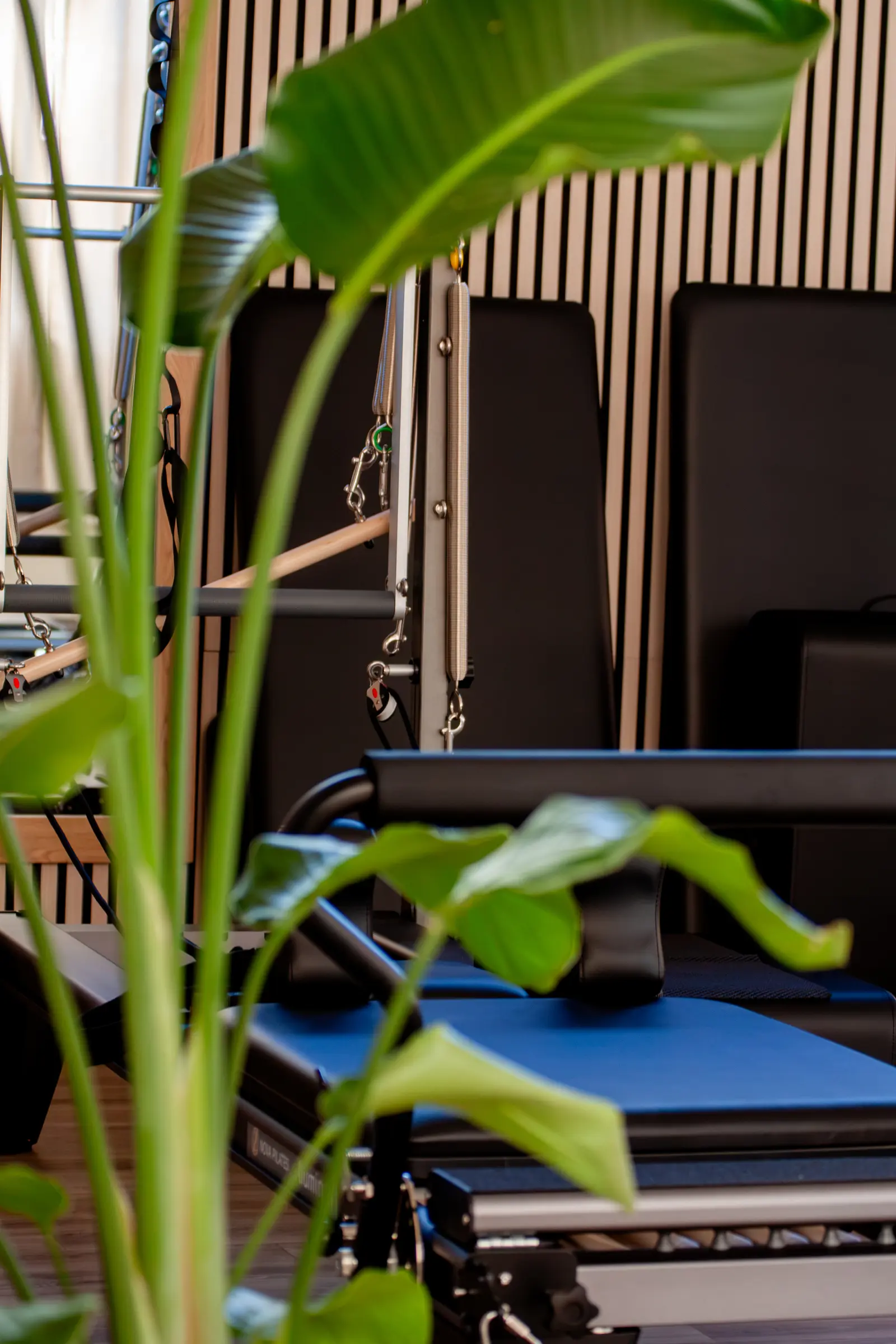 Reformer du studio du Club House derrière une plante verte