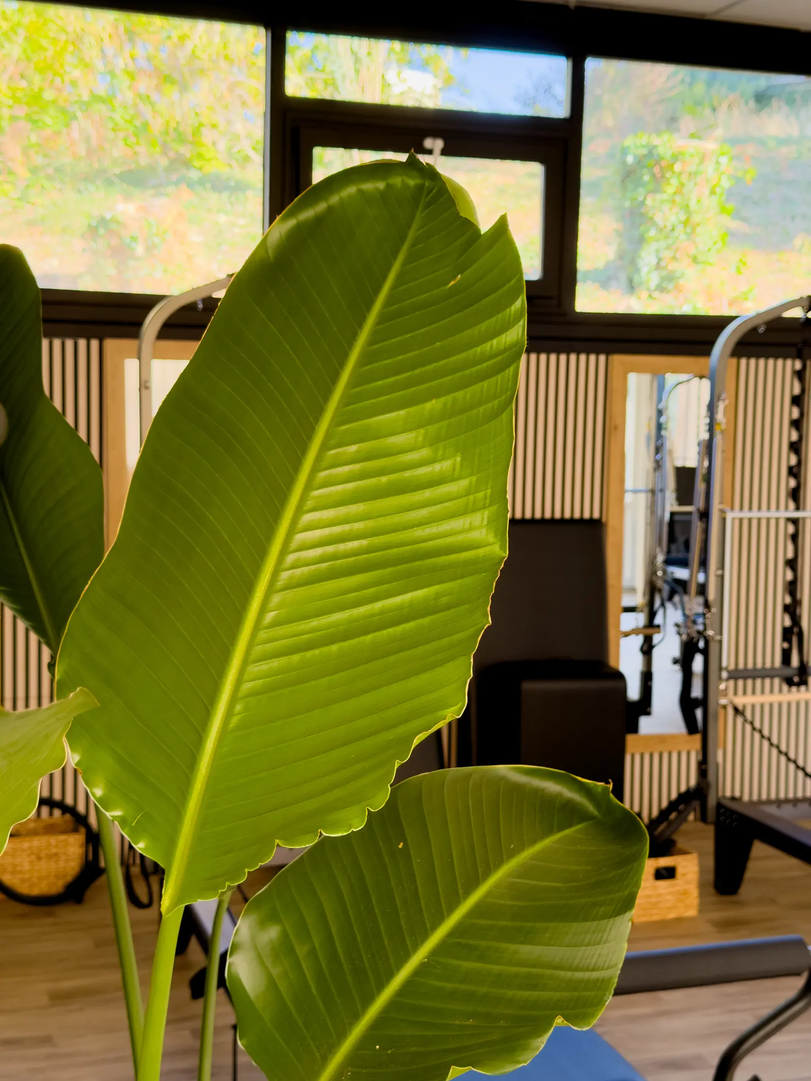 Plante verte devant les reformers du studio du Club House