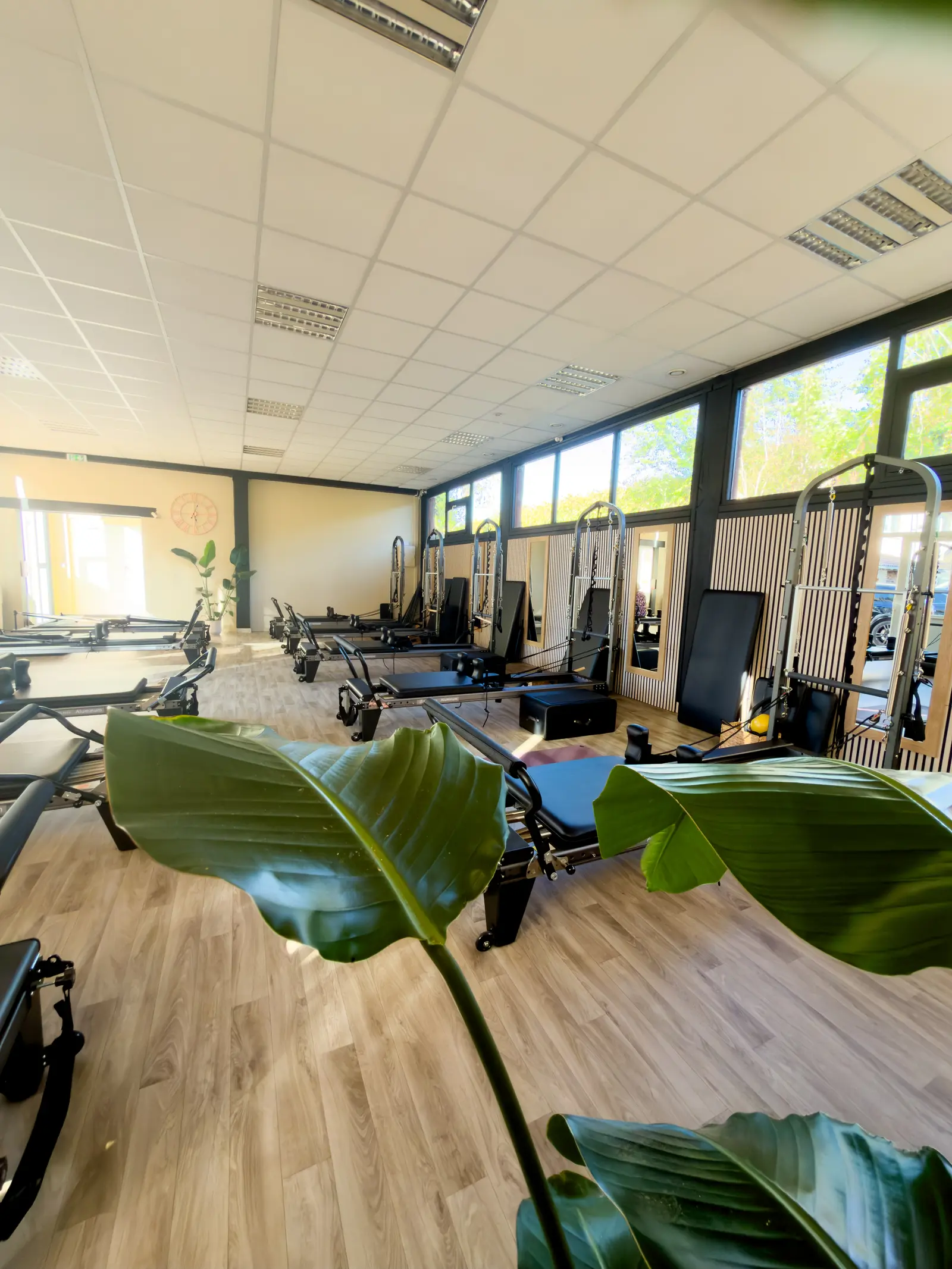 Studio Pilates reformer du Club House, machines et plantes vertes